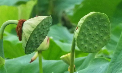 蓝莓水果茶功效和作用-蓝莓水果茶功效与作用-蓝莓水果茶功效作用,中国蓝莓水果茶功效网站